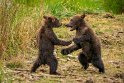 148 Katmai NP, bruine beren